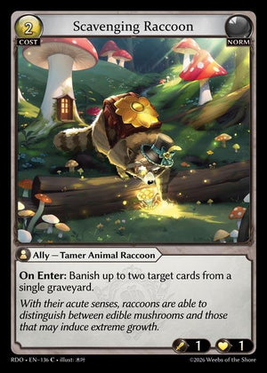 Scavenging Raccoon